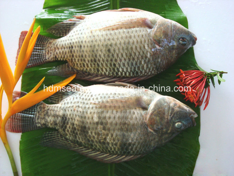 Frozen Whole Round Tilapia