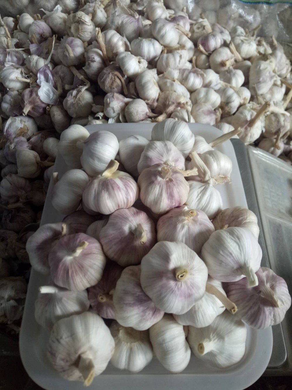 Jin xiang Garlic market