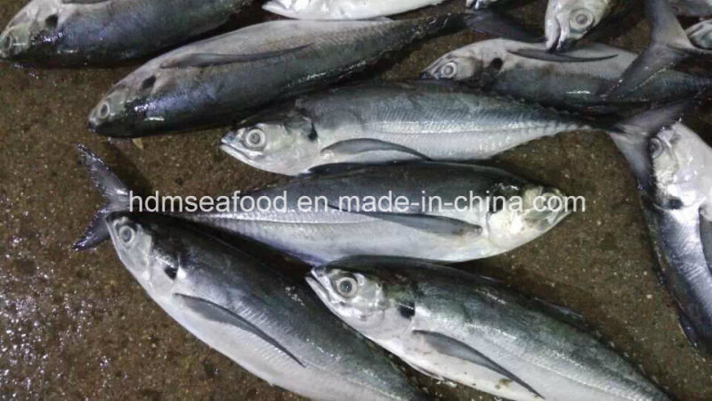 Whole Round Frozen Seafood Hardtail Scad Fish