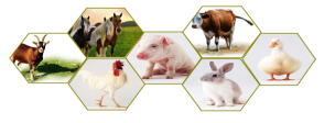 2016 Reliable Supplier Vitamin B12 Animal Feed Additives