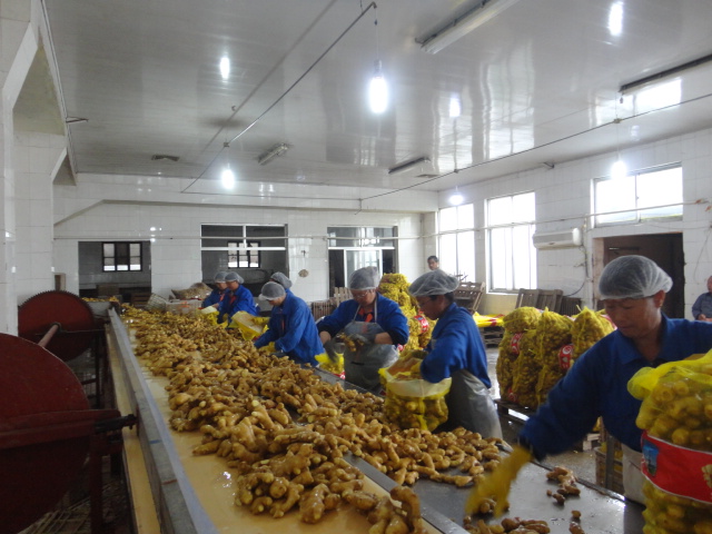 Top Quality Fresh Ginger with Best Price