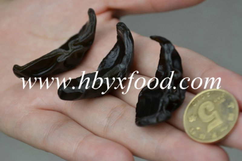 Dehydrated Wood Fungus for Sale