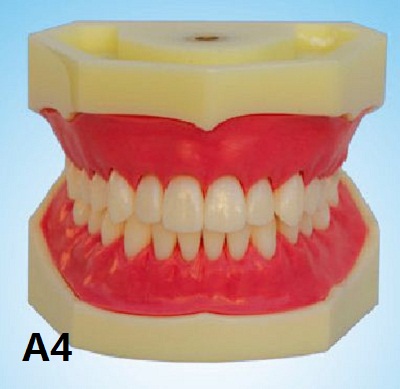 Oral Science Education Equipment Standard Dentition Teeth Model Denture Model