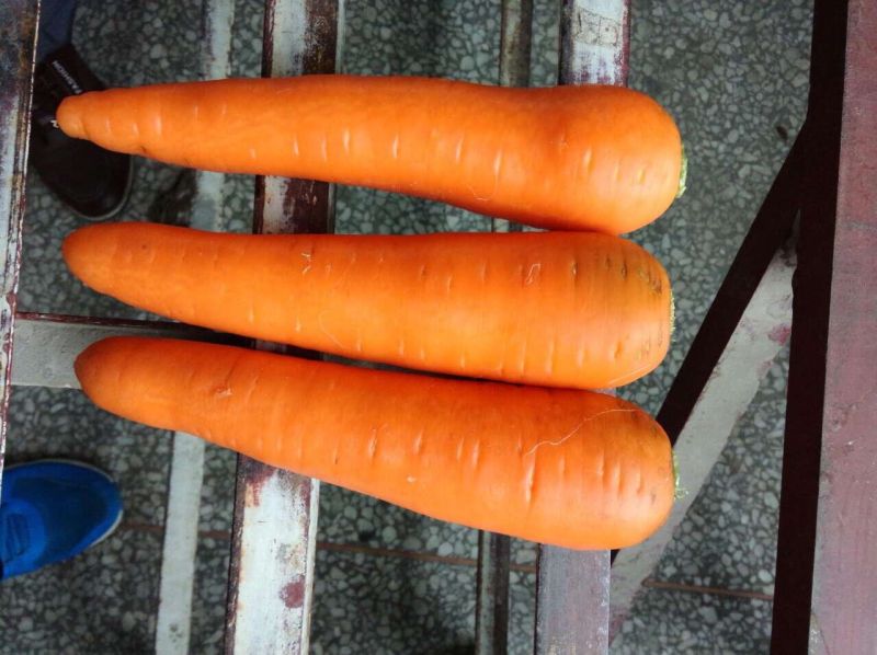 2015 New Crop Fresh Carrot (S grade and M grade)