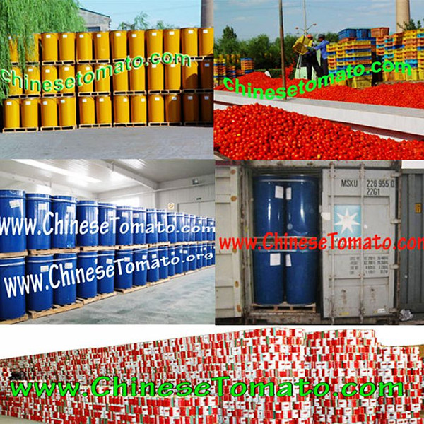 Tomato Paste (Safa brand new crop 2015)