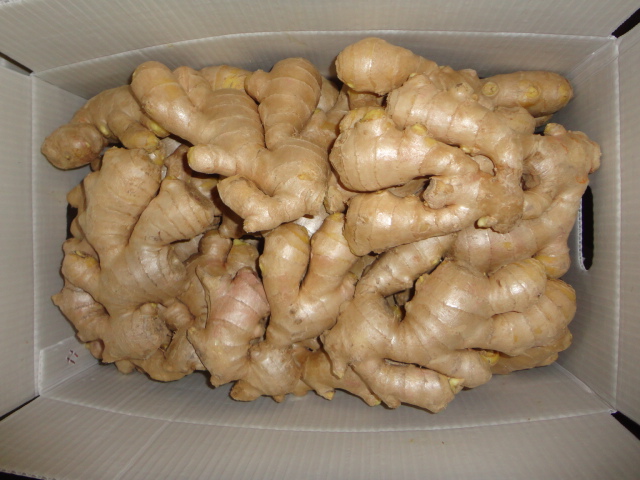 250g and up Air Dry Ginger for EU