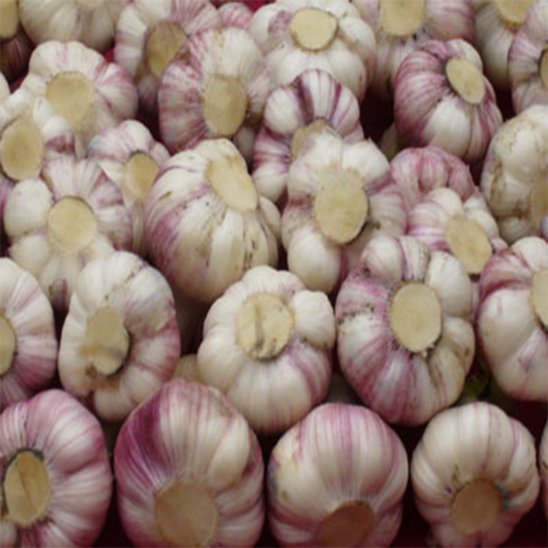 Garlic Supplier in China (normal white garlic&pure white garlic)