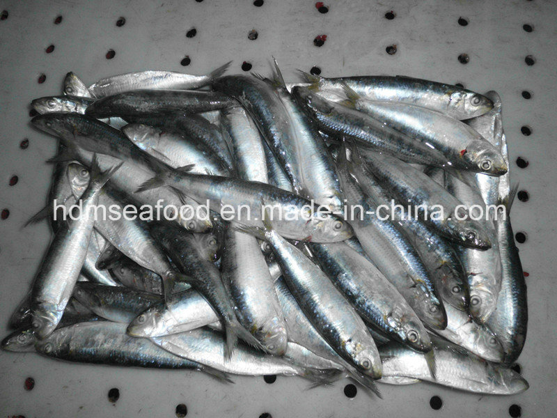 Sardine Fish for Bait