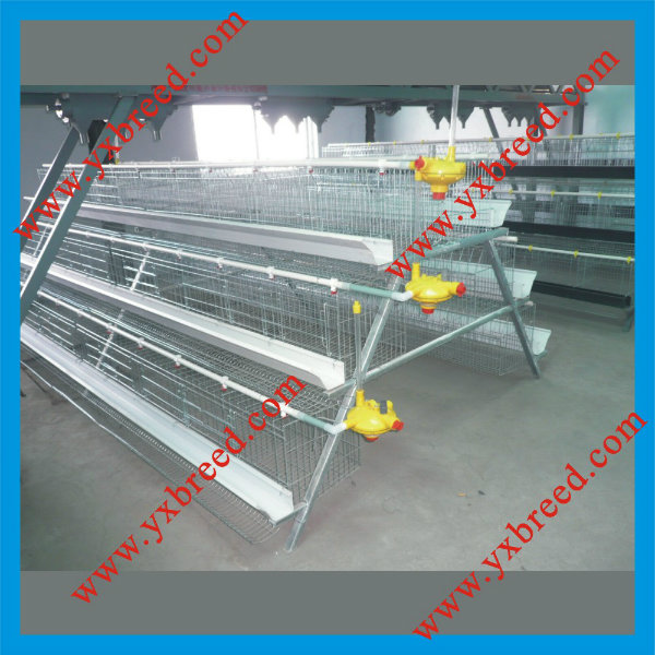 South American Automatic Chicken Poultry Equipment for Layers and Broiler