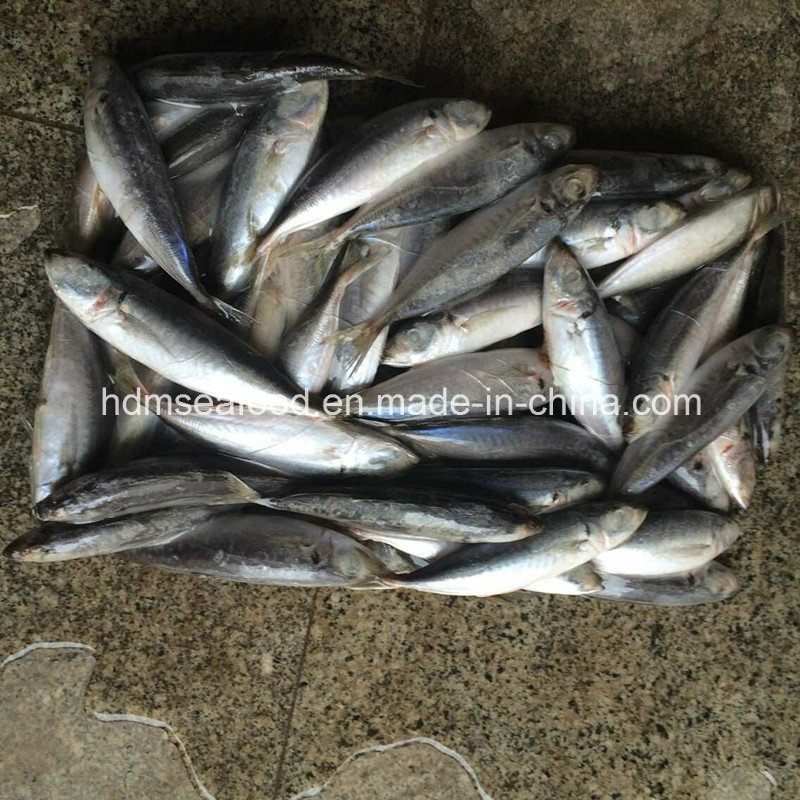 Supply Aquatic Product Frozen Horse Mackerel Fish