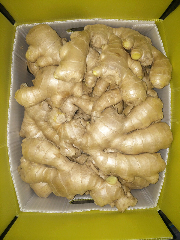 Anqiu Air Dry Ginger Fresh Ginger High Quality