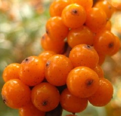 Chinese Herbal Extract Sea Buckthorn Seed Oil