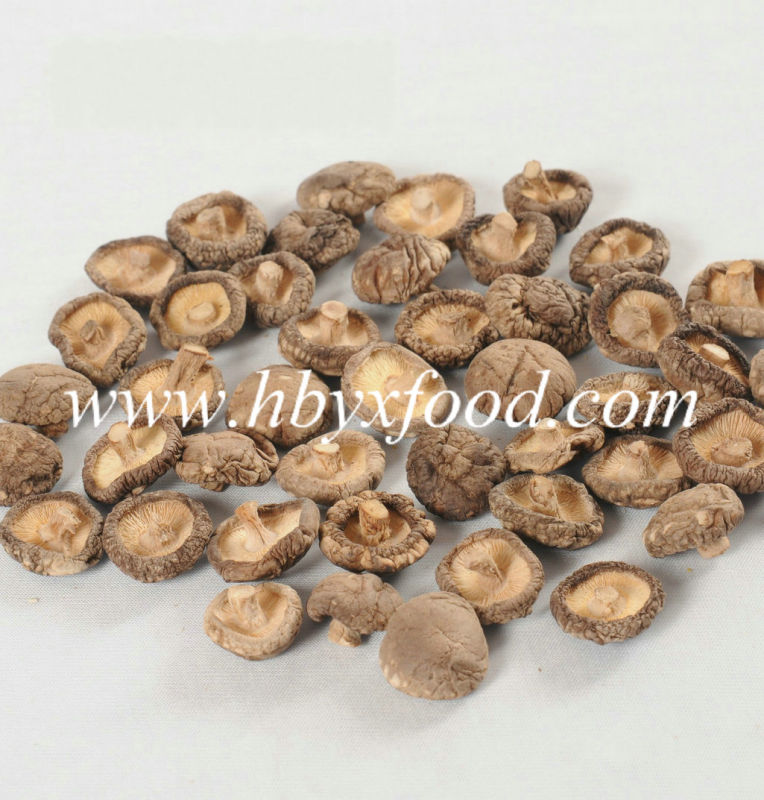 Organic Food Brown Flesh Smooth Shiitake Mushroom with Good Quality