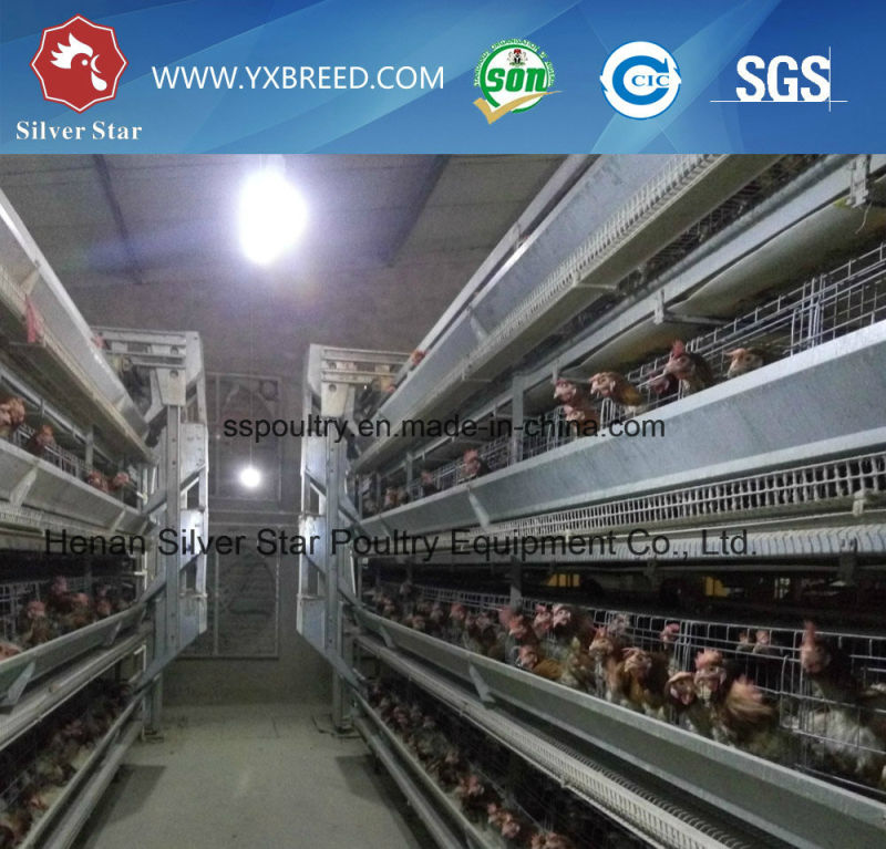 Chicken Layer Cage for Poultry