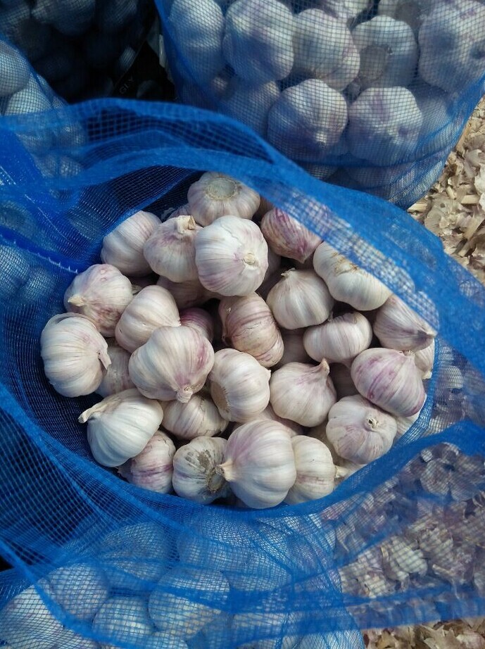 New Crop Chinese White Garlic