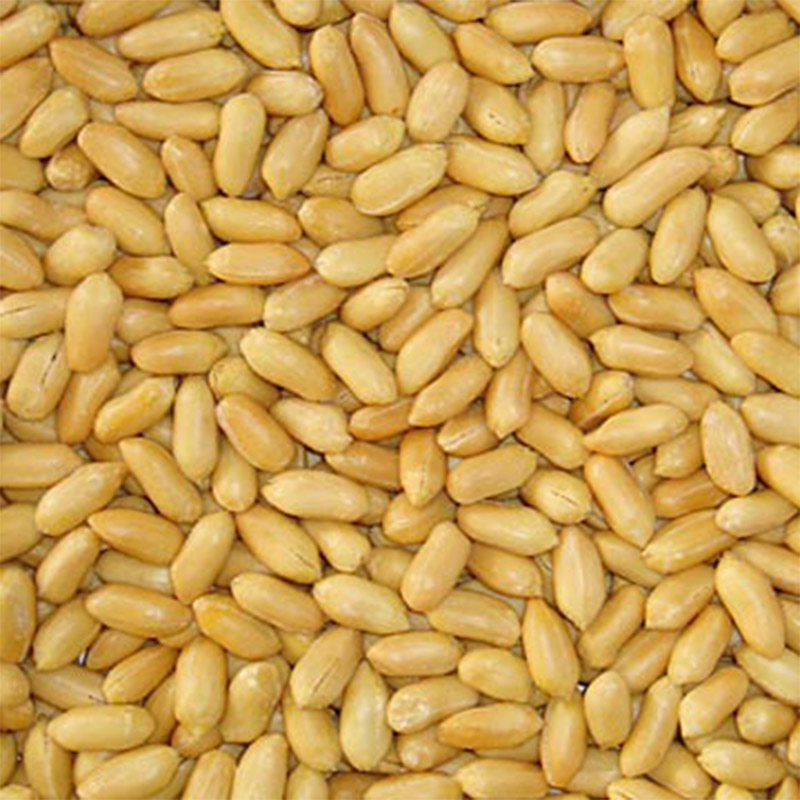 Roasted and Salted Peanut Kernel