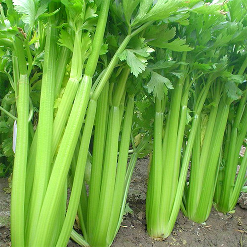 Celery