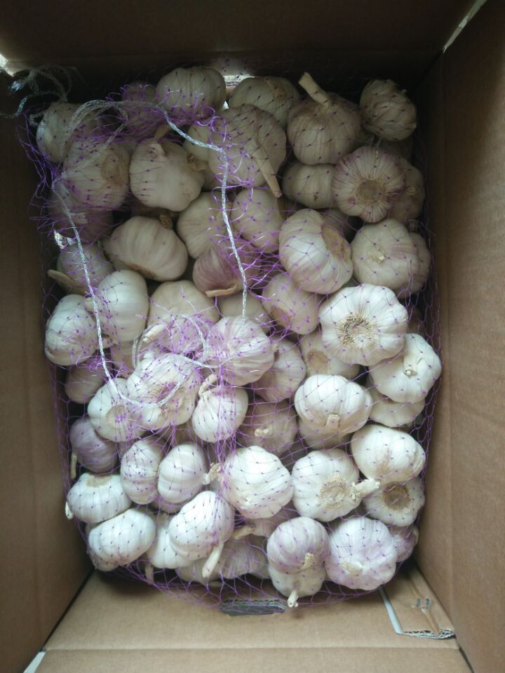 New Crop Fresh Normal White Garlic (5.0cm)