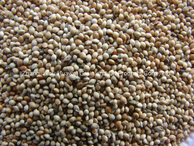 White Broomcorn Millet