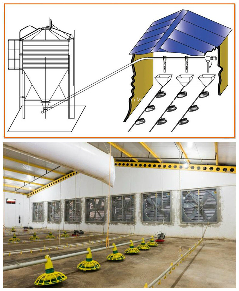 Automatic Poultry Equipment for Broiler Chicken Production