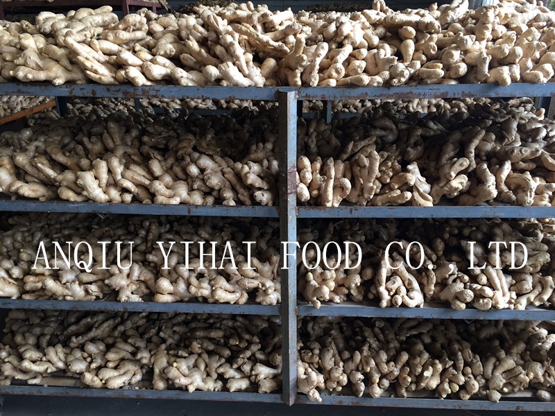 Good Anqiu Air-Dry-Ginger for Sales