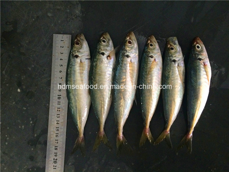 Bqf Frozen Seafood Horse Mackerel Fish