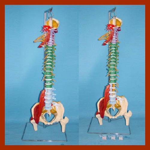 Vivd Comprehensive Presentation of Natural Function of Soft Spine Model