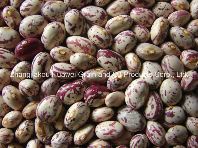 Light Speckled Kidney Beans (ROUND SHAPE)