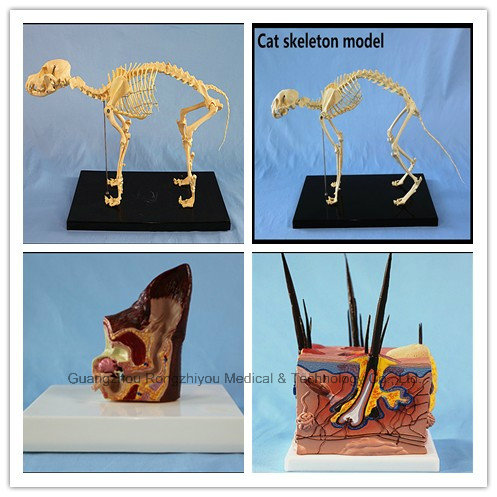 Desk Type Model Dog Ear Model Canine Organs Model