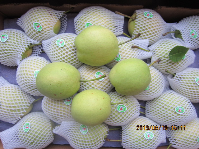 Hot Sale Fresh Shandong Pear Green Color