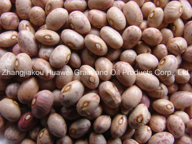 Huanan Skb Speckled Kidney Bean (ROUND)