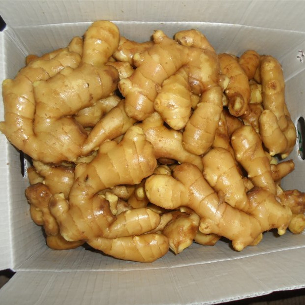 Top Quality of Chinese Fresh Ginger