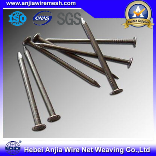 Galvanized Iron Nails Roofing Nails / Common Nails / Concrete Nails