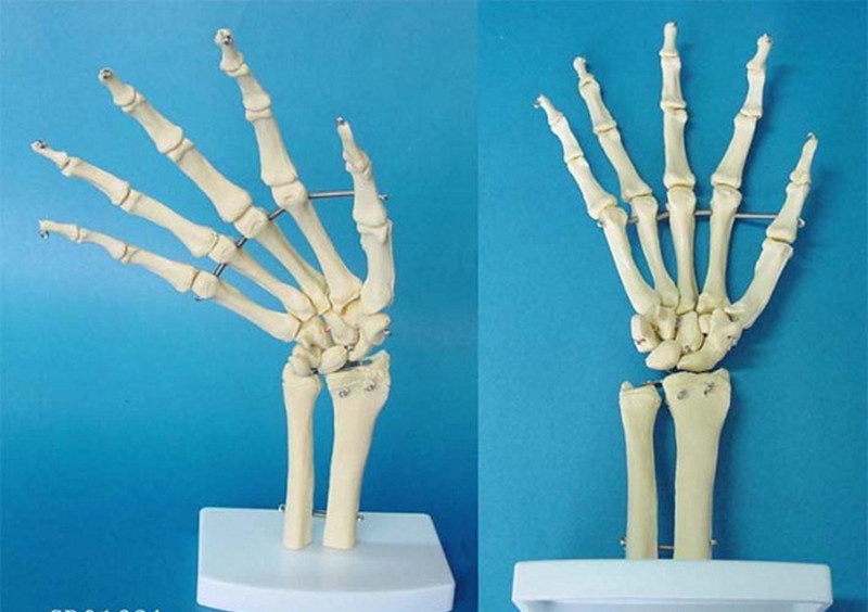 Human Hand Joint Skeleton Anatomical Models (R020923)