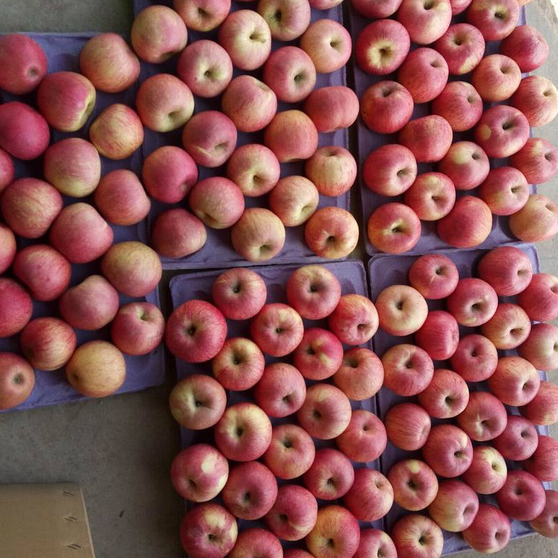 Chinese Fresh Qinguan Apple