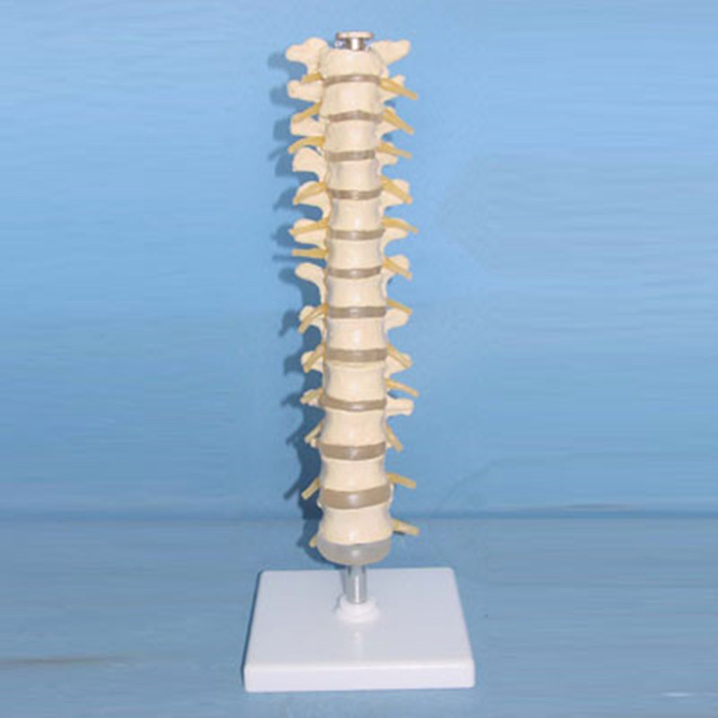 Natural Size Human Thoracic Vertebra Skeleton Medical Model with Nerve (R020710)