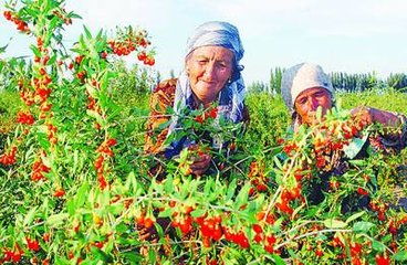 Super Fruit Goji Berry