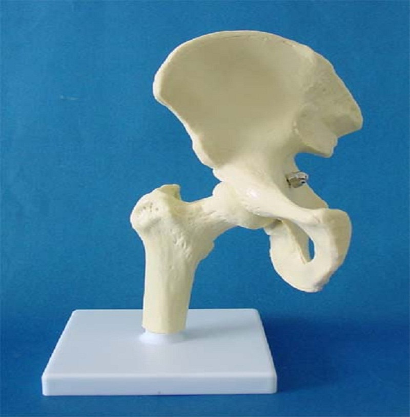 Human Hip Joint Skeleton Model Made in China (R020918)