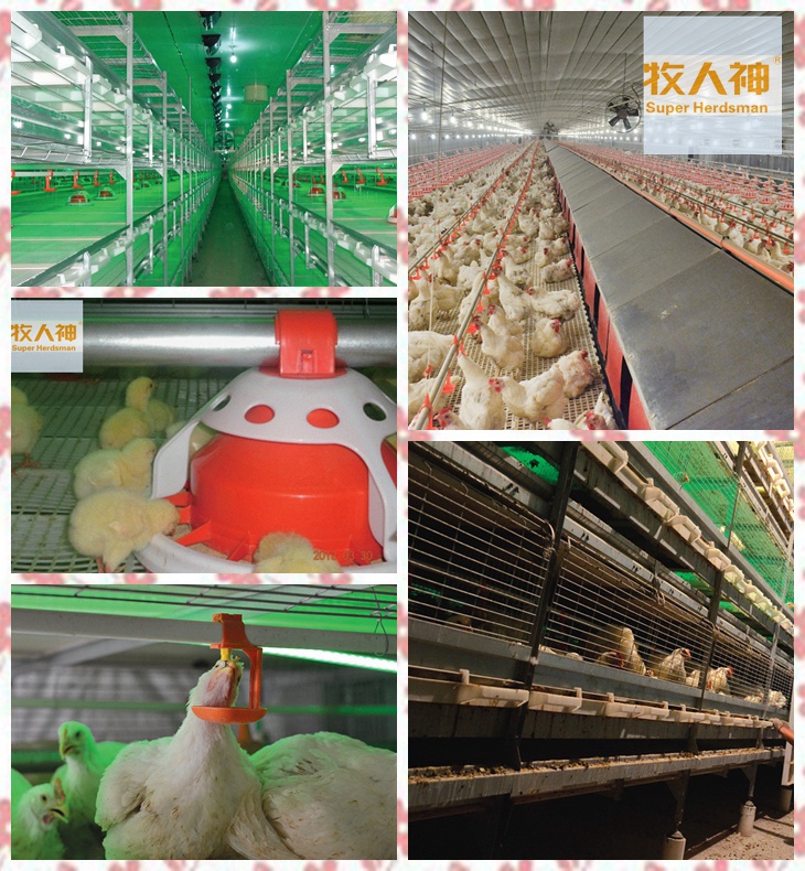 Automatic Chicken Equipment in Poultry House From Super Herdsman