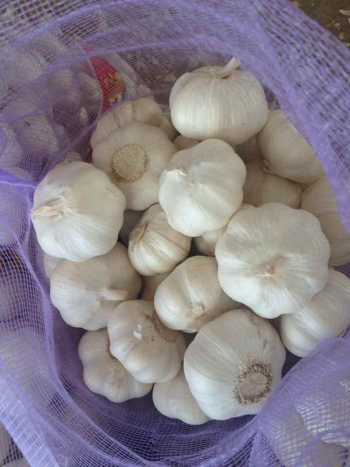 Fresh Pure White Garlic Normal White Garlic