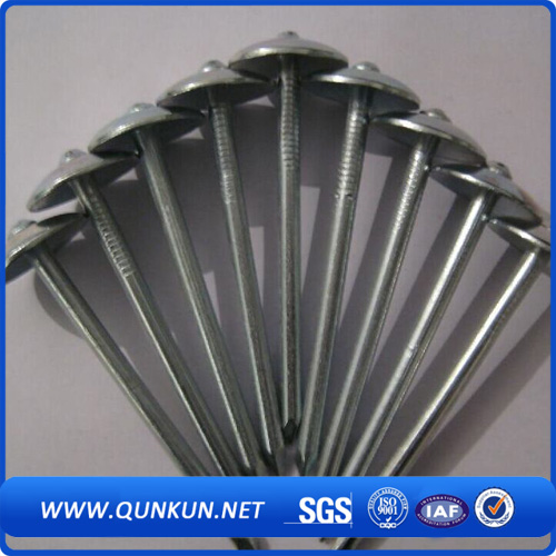 Common Nails Factory Low Price Roof Nail with Umbrella Head