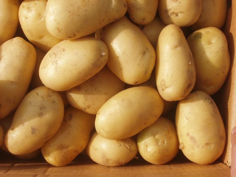 2015new Crop Good Delicious Potato (200g and up)