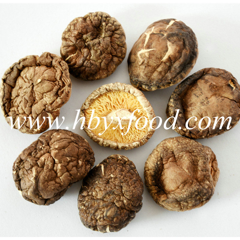 100% Natural Pollution-Free Dried 4-5cm Smooth Shiitake Mushroom