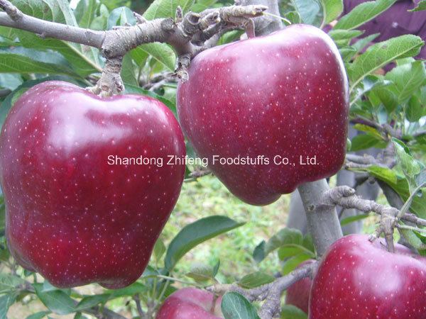 2016 New Crop Red Star Apple