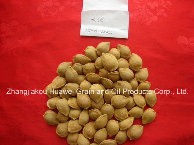 Sweet Almond in Shell (youyi 18-20mm)