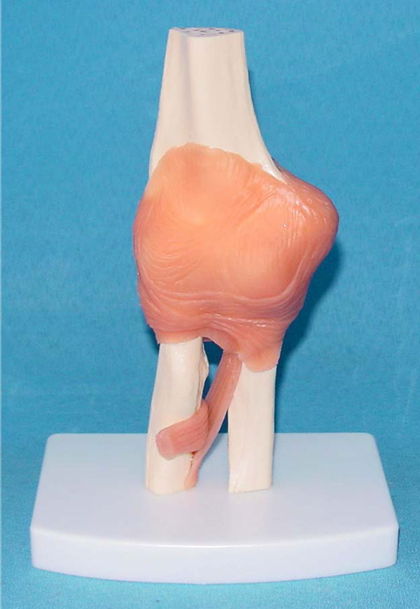 Natural Human Elbow Joint Medical Function Model (R020910)