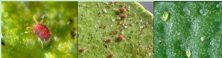 Marvee Insecticide for Mites and Red Spider