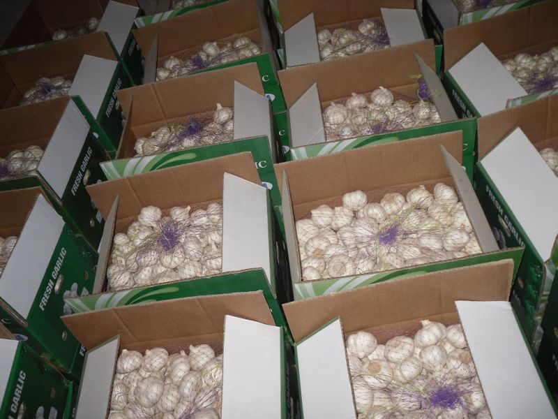 New Crop Fresh Chinese Pure White Garlic (5.0cm, 5.5cm, 6.0cm)