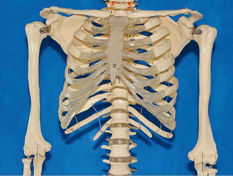 168cm Human Body Skeleton Model with Transparent Ribs