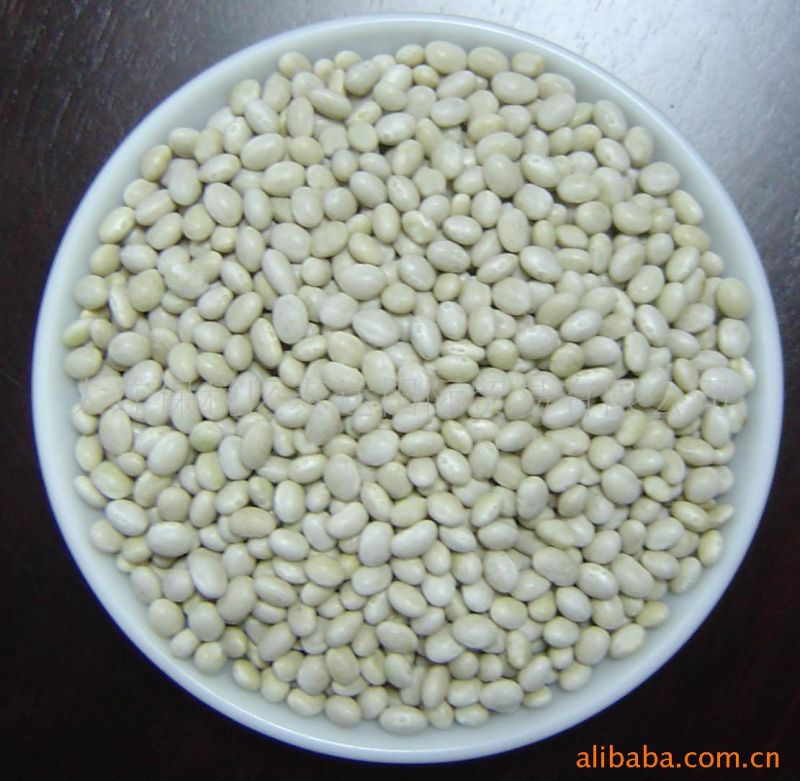 Export Top Quality White Kidney Bean